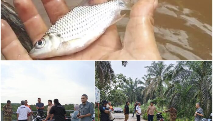 Sungai Siekijang Diduga Diracun Limbah Replanting, Ikan Mati Massal, Nelayan Tercekik – PT Sinar Mas Bungkam