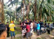 Warga Lima Desa Dan LPHD Protes, PT SAI Masih Panen Buah Sawit Di Area Sengketa Kawasan Hutan Desa