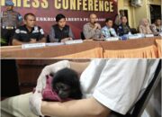 Polisi Bongkar Jual Beli Satwa Dilindungi di Riau, Owa Dijual Rp 10 Juta
