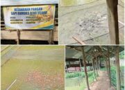 Dari Kolam Ikan hingga Ternak Sapi, BUMDES Pongkai Tancap Gas Wujudkan Ketahanan Pangan Desa.