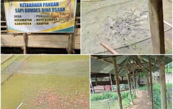 Dari Kolam Ikan hingga Ternak Sapi, BUMDES Pongkai Tancap Gas Wujudkan Ketahanan Pangan Desa.