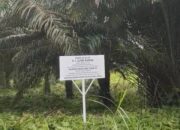 Hukum Dilanggar, Lahan Inkrah Diganggu, Diduga Dibekingi Oknum, Klaim Sepihak Tantang Putusan Pengadilan