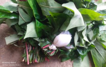 Teror Racun Putas di Teratak Domo! Racun Ditemukan Warga, Diduga Ada Bisnis Gelap Bangkai Ternak.