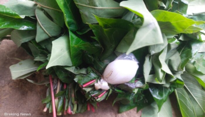 Teror Racun Putas di Teratak Domo! Racun Ditemukan Warga, Diduga Ada Bisnis Gelap Bangkai Ternak.