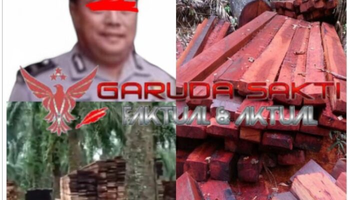 Diduga Junaidi Sembiring (JS) Oknum Anggota Polisi Jadi Bos Mafia Kayu Ilegal di Bangko Rohil, Kapolres Diminta Bertindak Tegas