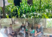 Bhabinkamtibmas Bukit Kapur Dampingi Petani Cek Perkembangan Jagung Pipil, Kapolsek IPTU Zulfahli Tegaskan Dukungan Ketahanan Pangan