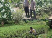 Bhabinkamtibmas Sungai Sembilan, BRIPKA Wendhy K. Watibessy, Aktif Dampingi Pekarangan Pangan Bergizi di Basilam Baru
