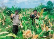 Polsek Tambusai Dampingi Petani PT. PSA, Dukung Swasembada Pangan Asta Cita Presiden Prabowo
