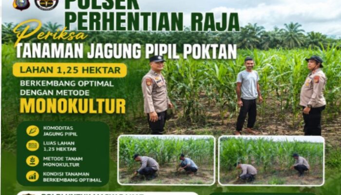 Polsek Perhentian Raja Periksa Tanaman Jagung Pipil Poktan, Lahan 1,25 Hektar Berkembang Optimal Dengan Metode Monokultur