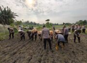 Dukung program Ketahanan Pangan, Polsek Senapelan Laksanakan Penanaman Jagung Pipil