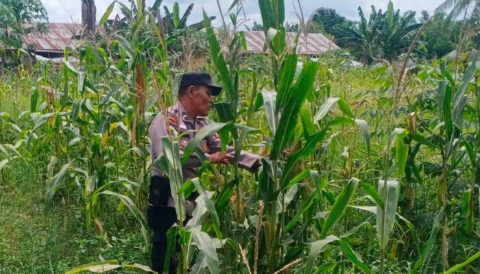 Polsek Batu Hampar Cek Tanaman Jagung Kwartal I, Dukung Ketahanan Pangan Asta Cita Presiden