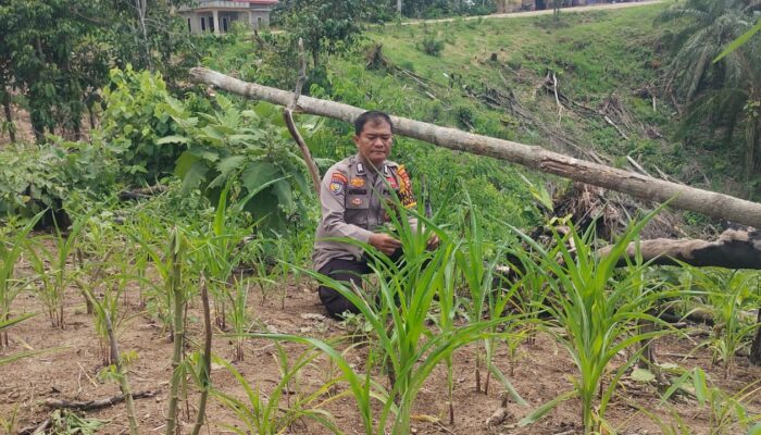 Polisi Cinta Petani, Polsek Rokan IV Koto Turun Langsung Cek Jagung Hibrida di Desa Pemandang