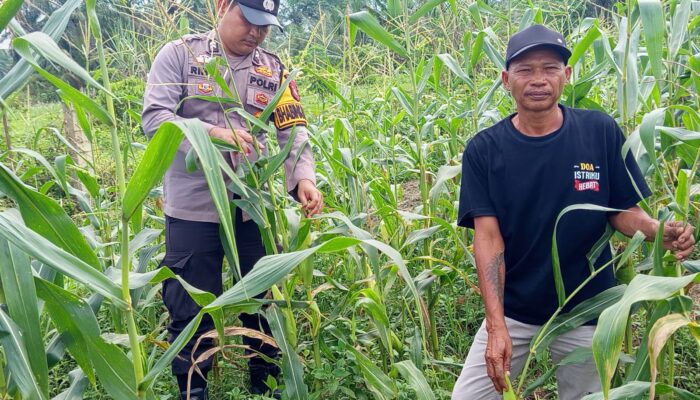 Polsek Tambusai Cinta Petani, Dampingi Petani Jagung Dukung Swasembada Pangan Nasional