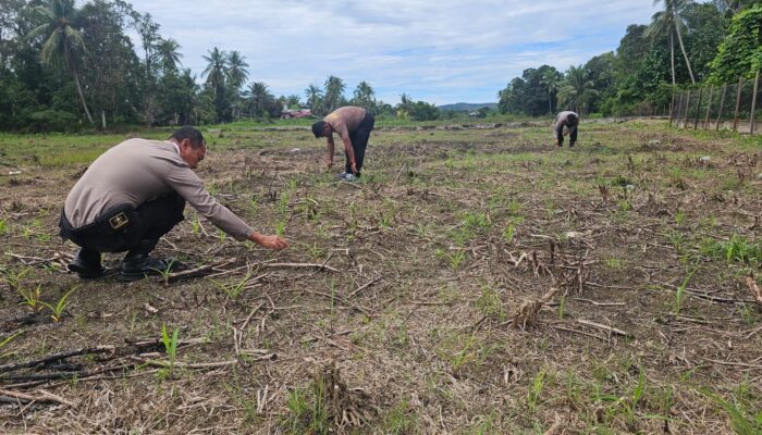 Kawal Ketahanan Pangan Nasional, Polsek Rokan IV Koto Aktif Dampingi Petani Jagung Hibrida di Koto Ruang