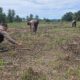 Kawal Ketahanan Pangan Nasional, Polsek Rokan IV Koto Aktif Dampingi Petani Jagung Hibrida di Koto Ruang