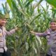 Kapolsek Batu Hampar IPTU Romi Yendri Cek Tanaman Jagung Kwartal I, Dukung Program Ketahanan Pangan Nasional