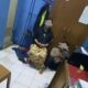 Duka Berubah Misteri, Motor dan Emas Almarhumah Hilang Saat Jenazah Masih Terbaring, Polisi Amankan Tiga Tersangka