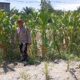 Polsek Panipahan Hadir Dukung Program Pangan Pemerintah Lakukan Pemantau Rutin Tanaman Jagung
