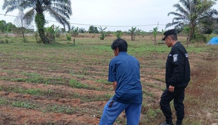 Polsek Payung Sekaki Aktif Dampingi Petani Jagung Manis demi Ketahanan Pangan