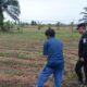 Polsek Payung Sekaki Aktif Dampingi Petani Jagung Manis demi Ketahanan Pangan