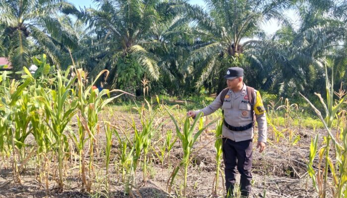 Polsek Batu Hampar Cek Lokasi Tanaman Jagung di Sungai Sialang Hulu Bentuk Dukungan Program Asta Cita Presiden