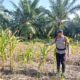 Polsek Batu Hampar Cek Lokasi Tanaman Jagung di Sungai Sialang Hulu Bentuk Dukungan Program Asta Cita Presiden