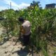 Dukung Ketahanan Pangan Nasional, Polsek Panipahan Pantau Perkembangan Tanaman Jagung Warga