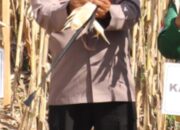 Polres Pohuwato Terlibat dalam Panen Jagung 36 Polda, Dukung Produksi 743.000 Ton Nasional