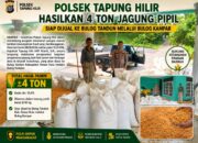 Polsek Tapung Hilir Hasilkan 4 Ton Jagung Pipil – Siap Dijual Ke Bulog Tandun Melalui Bulog Kampar