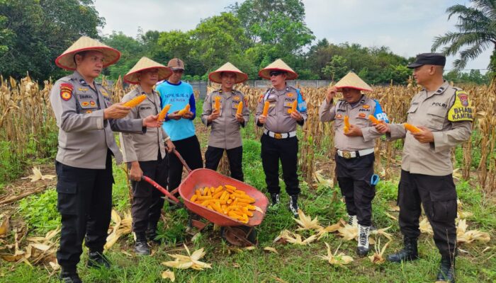 Panen Raya Jagung 4 Ton, Polsek Payung Sekaki Perluas Lahan Ketahanan Pangan Jadi 2 Hektare