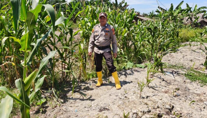 Dukung Ketahanan Pangan, Ps. Kasium Polsek Panipahan BRIPKA Muhammad Yusuf Laksanakan Pengecekan Jagung Pipil di Wilayah Panipahan