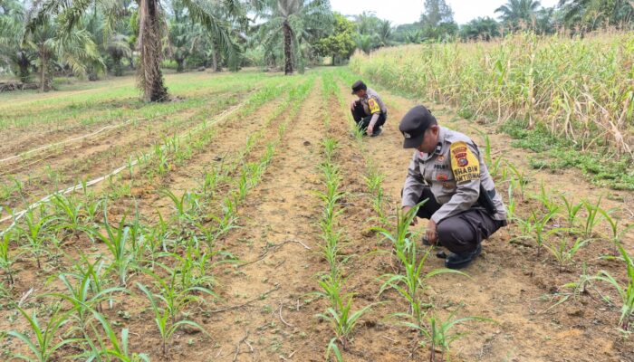 Perkuat Swasembada Pangan, Polsek Bagan Sinembah Lakukan Pengecekan Rutin Tanaman Jagung