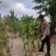 Dukung Ketahanan Pangan, Polisi Amati Kondisi Daun dan Lahan Jagung masyarakat