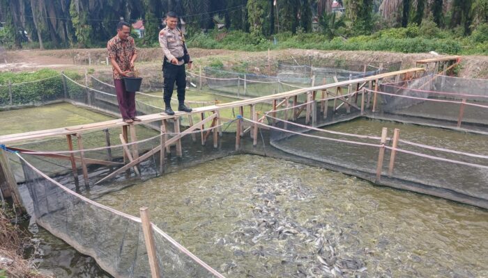 Polsek Singingi Cek Kolam Ikan Lele ‘Pekarangan Bergizi’ Kelompok Sukses Bersama, Dukung Program Asta Cita Presiden