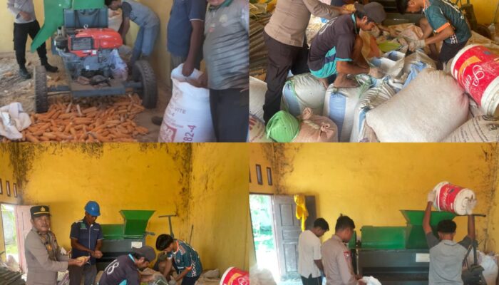 Polsek Tambusai Dampingi Pemipilan Jagung PT. PSA, Wujud Dukungan Polri terhadap Ketahanan Pangan
