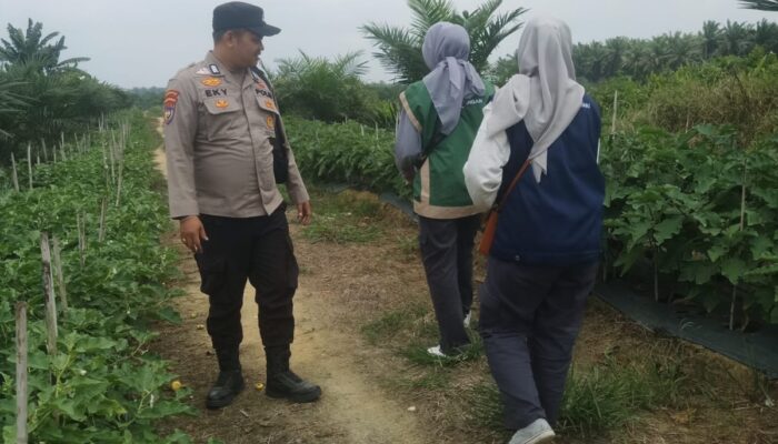 Kapolsek Singingi Lakukan Pengecekan Pekarangan Bergizi Terong Ungu Milik Bapak Angga, Dukung Program Asta Cita Presiden