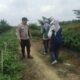 Kapolsek Singingi Lakukan Pengecekan Pekarangan Bergizi Terong Ungu Milik Bapak Angga, Dukung Program Asta Cita Presiden