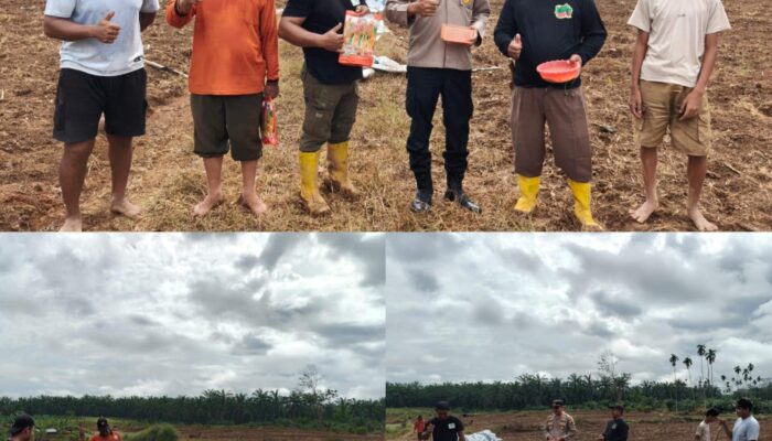 Polsek Tambusai wujudkan ketahanan Pangan dengan Kelompok Tani dalam rangka Penanaman Jagung Kuartal II di Desa Batas, Kec. Tambusai