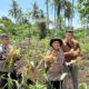 DUKUNG KETAHANAN PANGAN NASIONAL MELALUI PANEN JAGUNG PIPIL