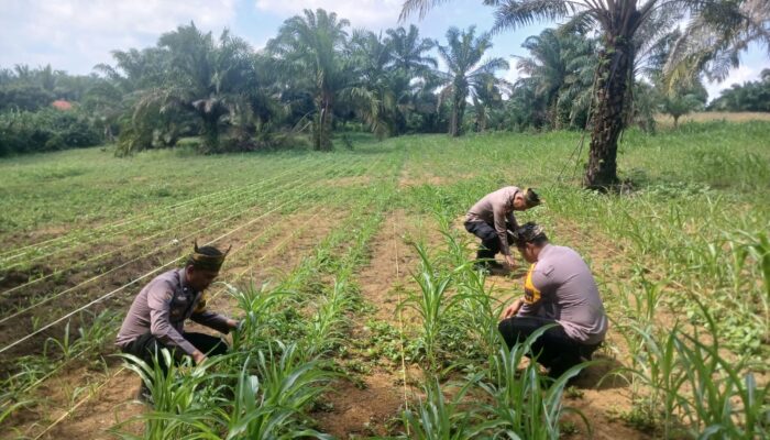 Polsek Bagan Sinembah Perkuat Ketahanan Pangan, Pantau Intensif Pertumbuhan Jagung Dukung Asta Cita Presiden RI