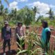 Kapolsek Panipahan Cek Perkembangan Jagung Pipil Bersama Warga, Perkuat Komitmen Dukung Ketahanan Pangan Nasional