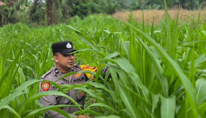 Polsek Bagan Sinembah Perkuat Ketahanan Pangan Nasional, Monitoring Intensif Pertumbuhan Jagung Terus Dilakukan