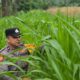 Polsek Bagan Sinembah Perkuat Ketahanan Pangan Nasional, Monitoring Intensif Pertumbuhan Jagung Terus Dilakukan