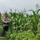 Dukung Asta Cita Presiden, Polsek Bagan Sinembah Intensif Pantau Perkembangan Jagung di Lahan 30 Hektare