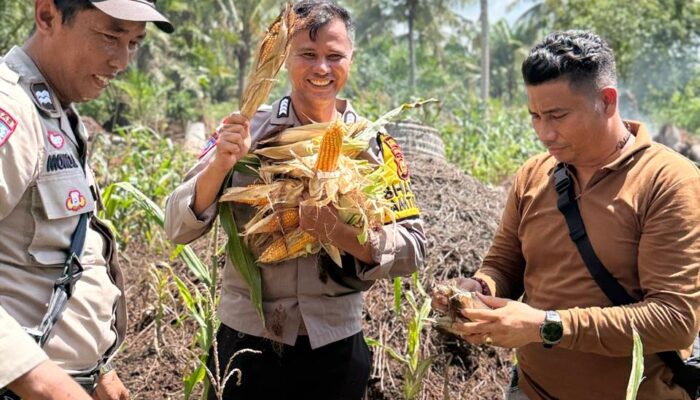 Dukung Ketahanan Pangan Nasional, Polsek Panipahan Turun Langsung Panen Jagung Bersama Masyarakat