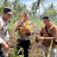 Dukung Ketahanan Pangan Nasional, Polsek Panipahan Turun Langsung Panen Jagung Bersama Masyarakat