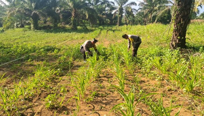 Polsek Bagan Sinembah Kawal Ketapang Sukseskan Asta Cita Presiden