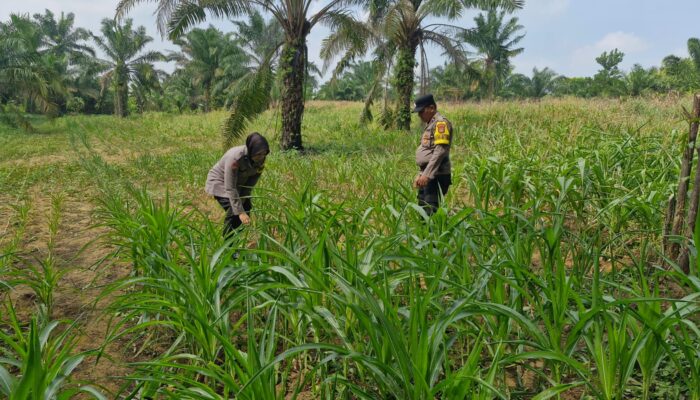 Tak Hanya Jaga Kamtibmas, Polsek Bagan Sinembah Turun ke Ladang, Kawal Ketahanan Pangan Demi Sukseskan Asta Cita Presiden