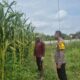 Kapolsek Logas Tanah Darat Lakukan Pengecekan Tanaman Jagung Pipil, Dukung Ketahanan dan Swasembada Pangan