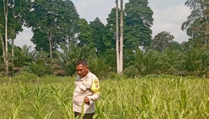Kapolsek Logas Tanah Darat Pantau Tanaman Jagung Pipil di Desa Giri Sako, Dukung Program Swasembada Pangan